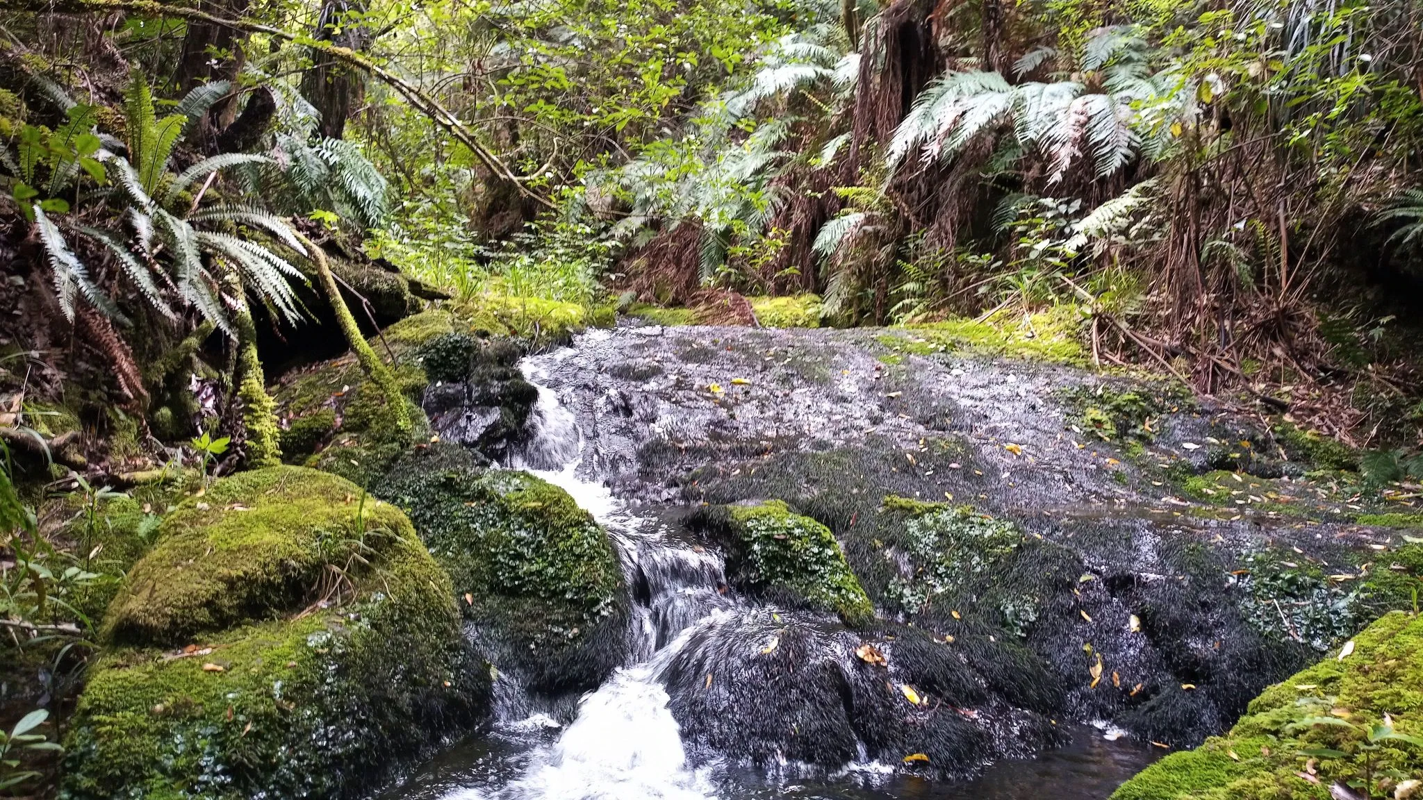 J17 otanewainuku rimu loop whataroa falls track 17 oct 2021 (11)